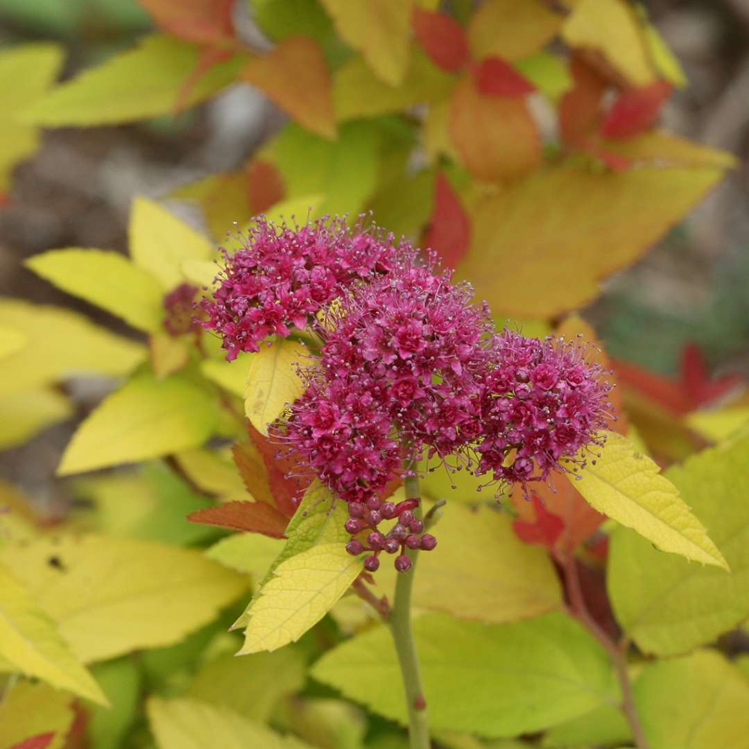 Purple flower of Double Play Candy Corn Spiraea against lime leaves